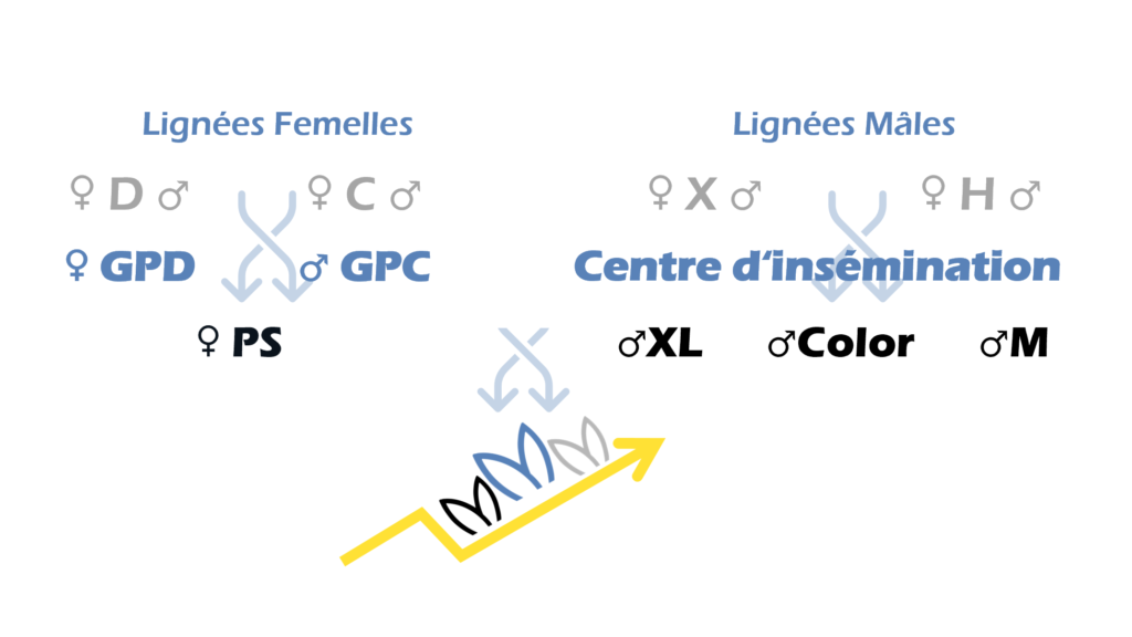 schema genetico di Hycole